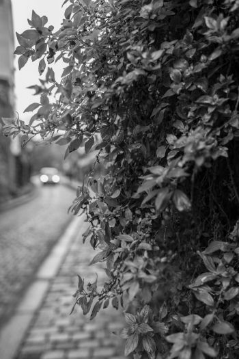 LE PAVE PARISIEN <br>
Brise matinale, brume hivernale <br>
Les ailes de mon âme balayée par la pluie, <br>
La verdure emporte ma raison avec elle, <br>
Les hoquets des lumières battent le pavé parisien.